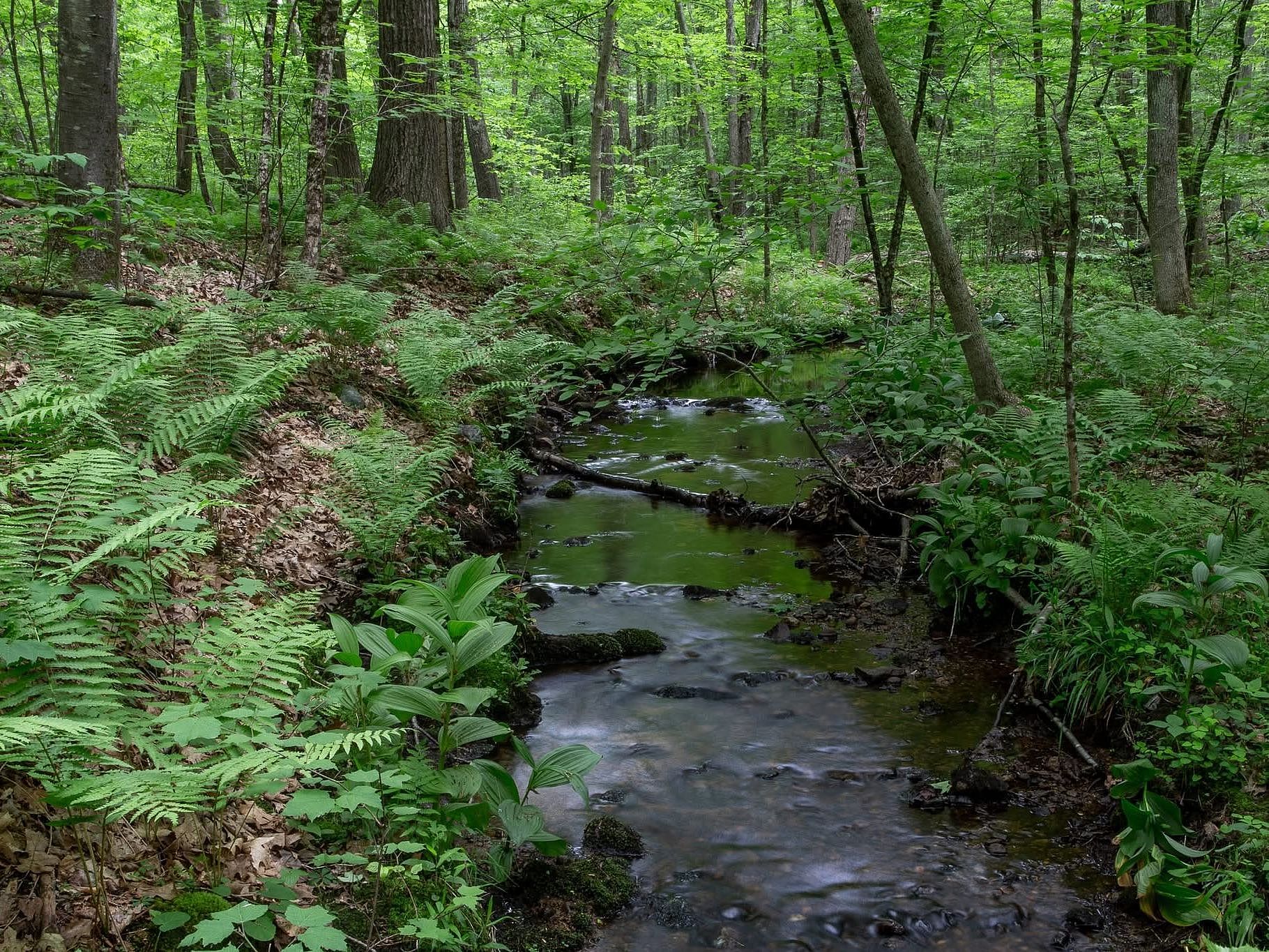 Let’s Hike Haverhill- Viburnum Woods Bloom Hike
