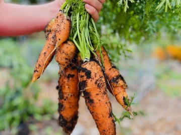 Fresh_Picked_Carrots.jpg