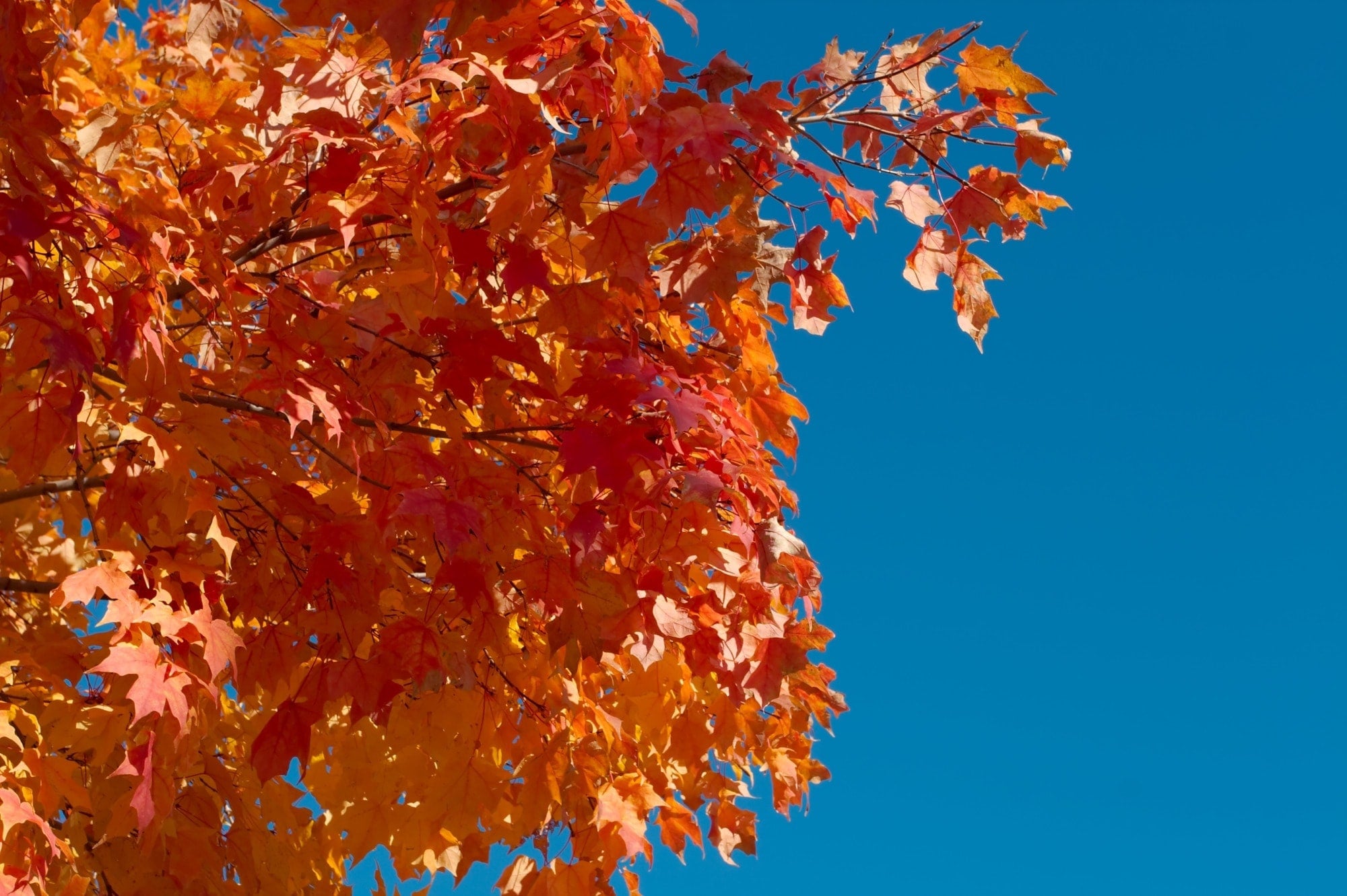 Fall_Foliage.jpg