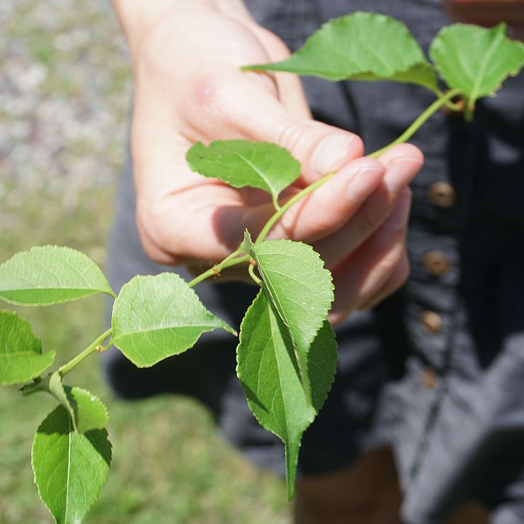 Invasive Plant