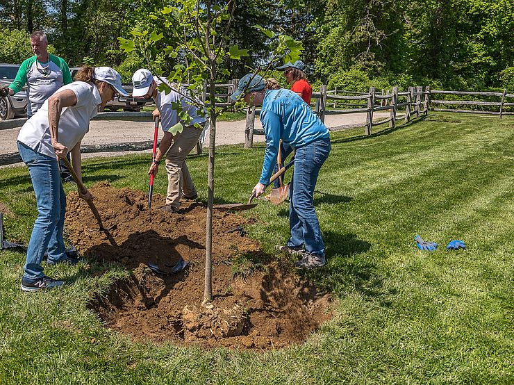 Volunteers Plant a Tree