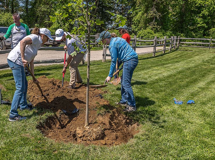 Volunteers Plant a Tree