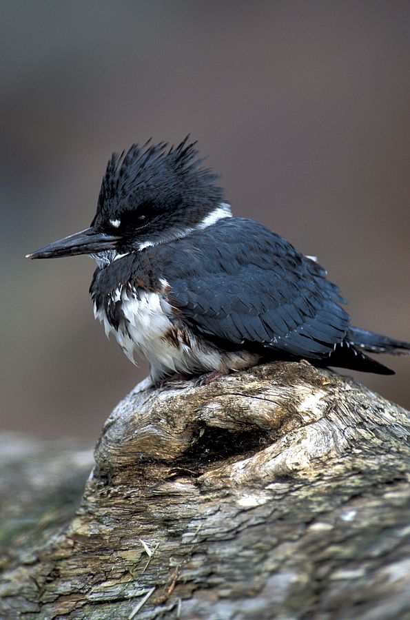 Belted Kingfisher