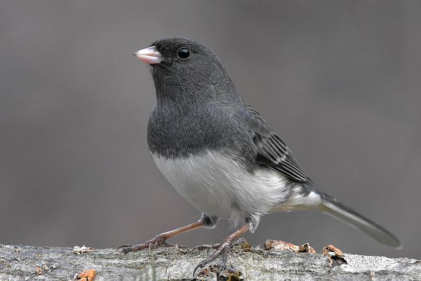 Dark-Eyed Junco