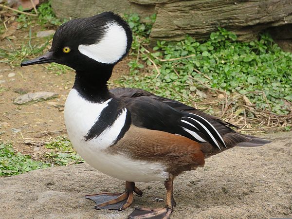 Hooded Merganser