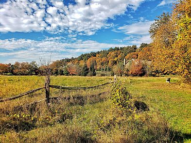 Newman Farm Meadow