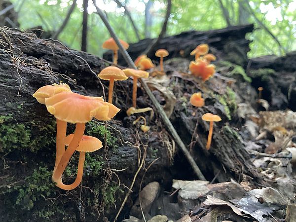 Hygrocybe Mushroom