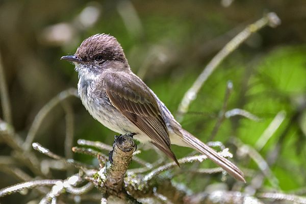 Eastern Phoebe