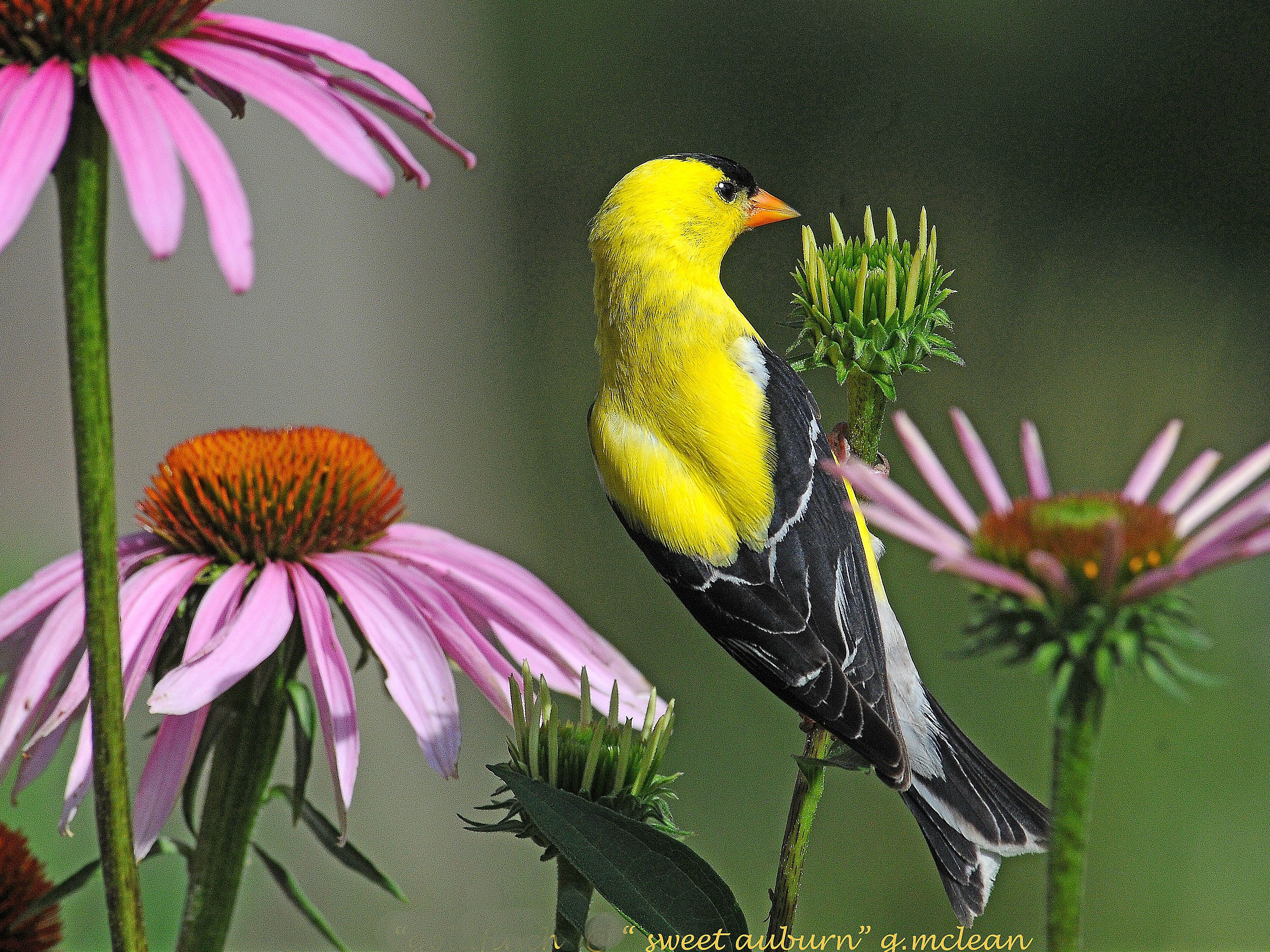 Photo by George Mclean Yellow bird with black tail feathers sitting upon a purple flower