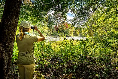 Artichoke River Woods