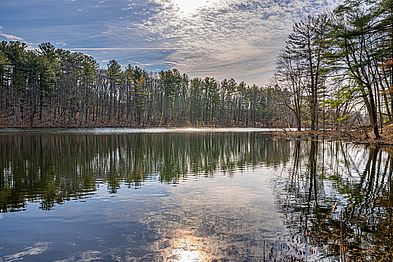 Artichoke River Woods