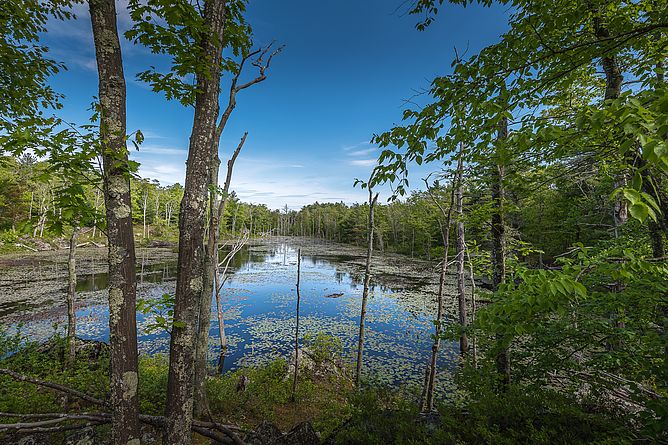 Tompson Street Beaver Pond Trail