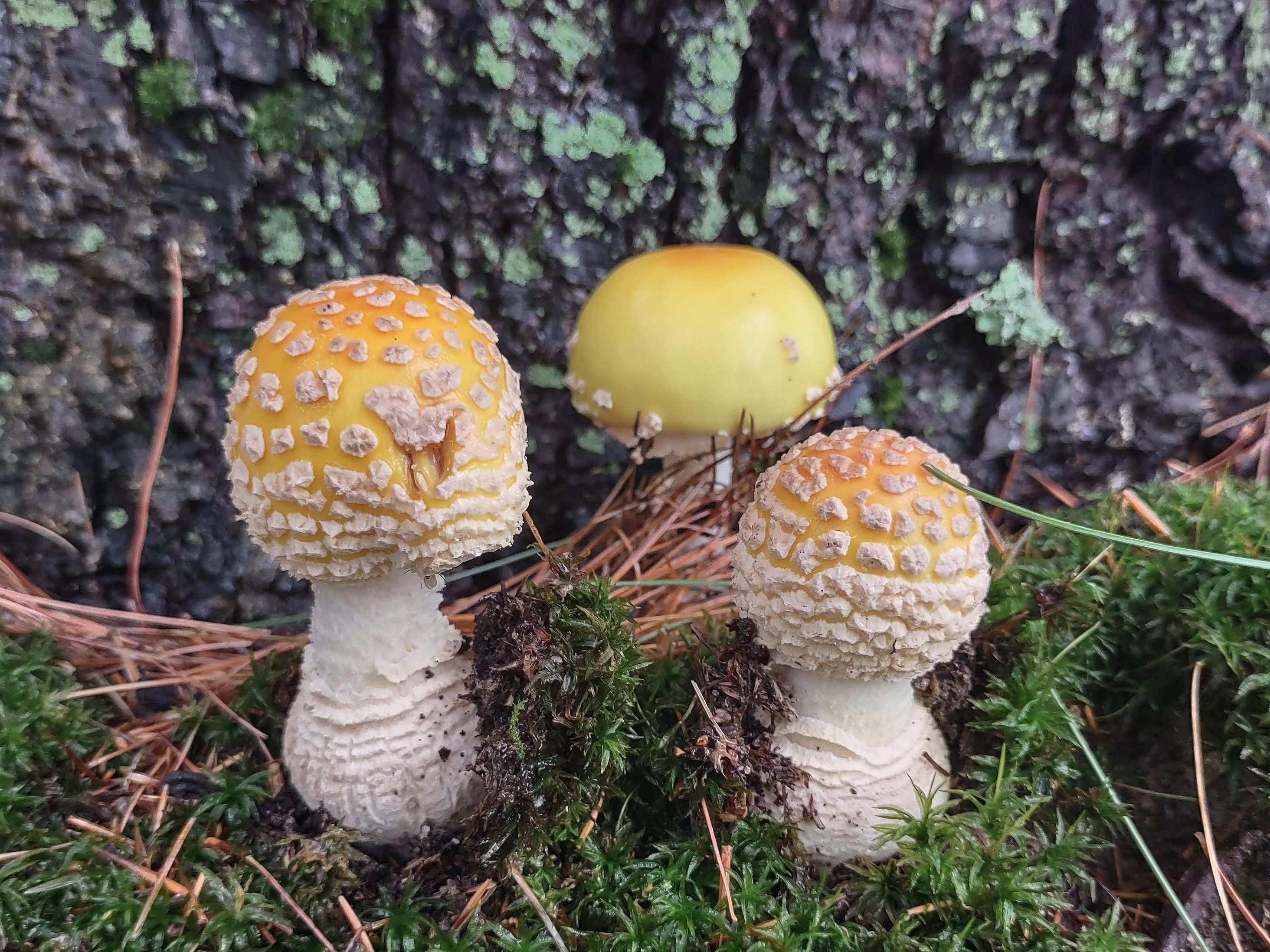 yellow and white dotted mushrooms under a tree, growing in moss