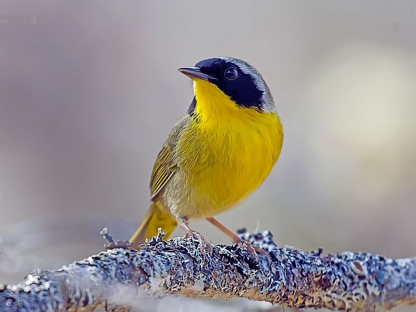 Common Yellow-throat