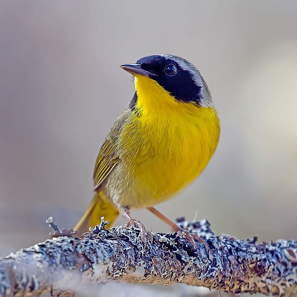 Common Yellow-throat