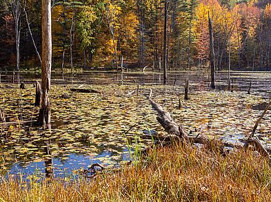 Beaver Pond Reservation