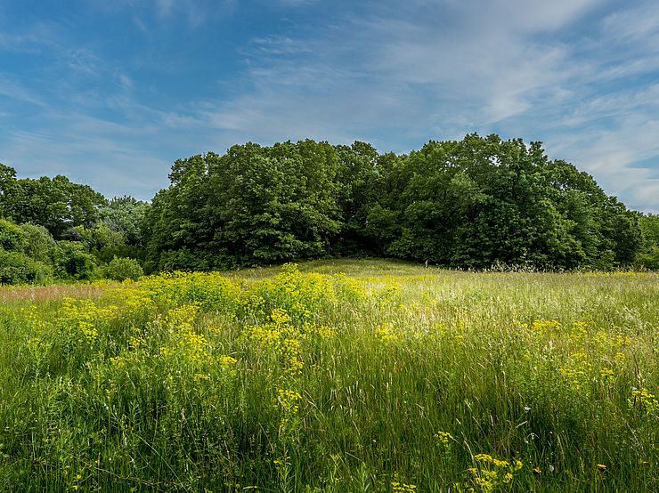 Greenbelt Field