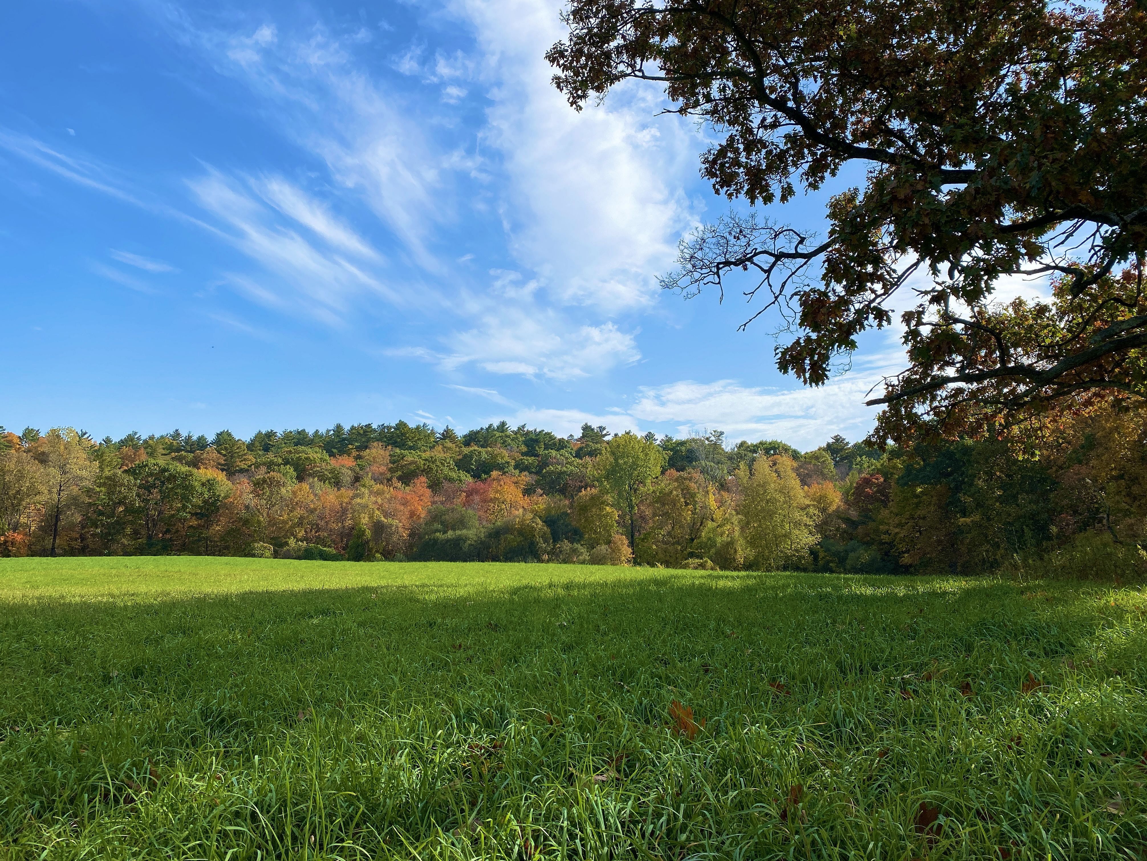 Vineyard Hill