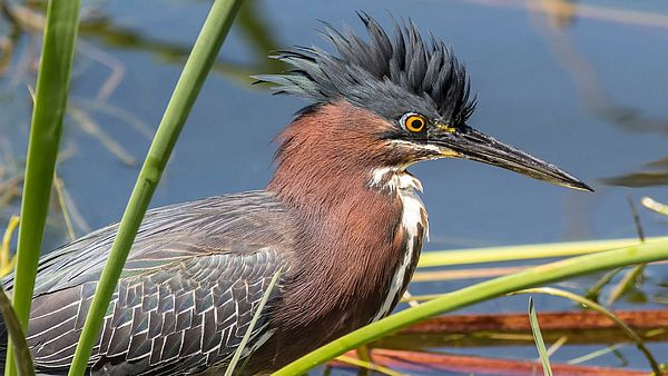 Green Heron