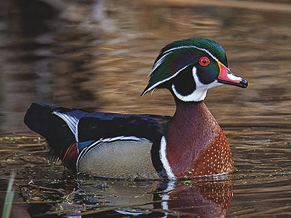 Wood Duck