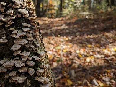 Mehaffey Farm Trail