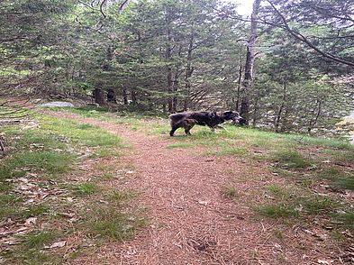 Stoney Cove Dog on Leash Stoney Cove Dog on Leash