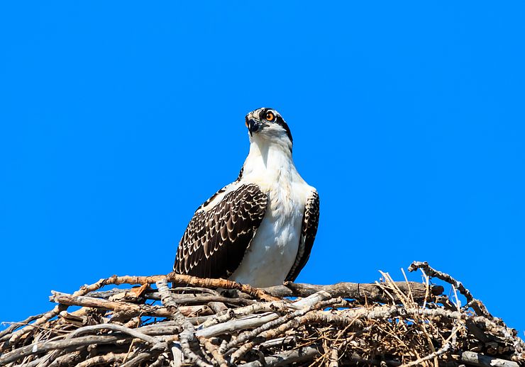 Osprey in Nest