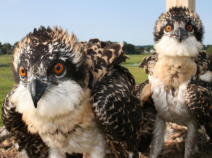 Osprey Chicks in Nest