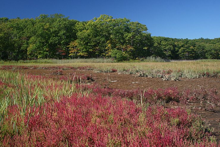 Salt Marsh in Fall