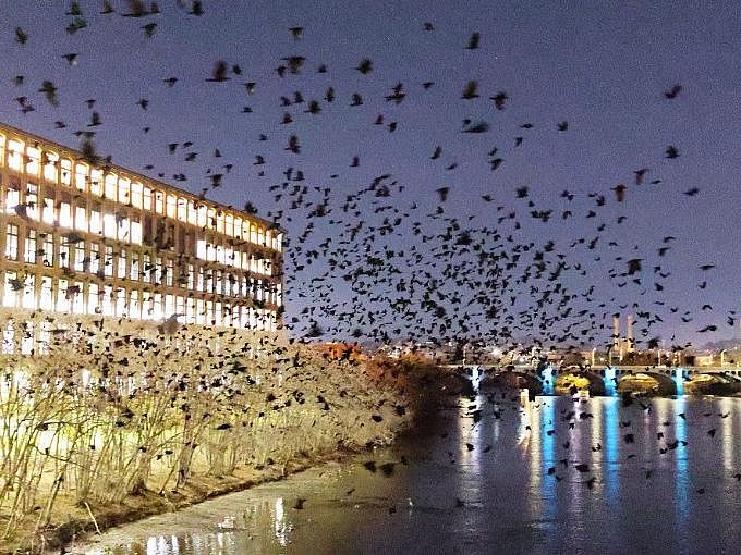 Thousands of crows wheeling in the night sky next to a huge mill building overlooking the Merrimack River in Lawrence.