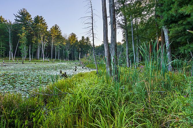 Beaver Pond Reservation