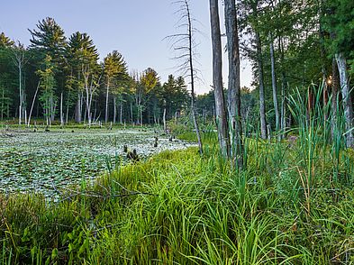 Beaver Pond Reservation