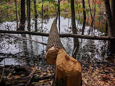 South Street Woodlots