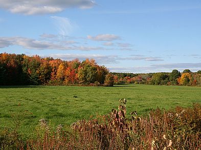 Wet Meadows