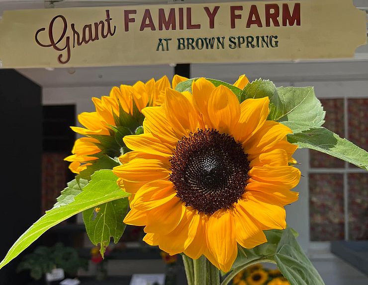 Grant Family Farm Sunflower