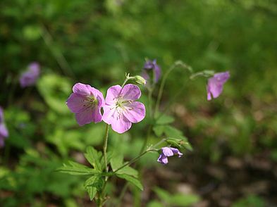 Ordway Reservation