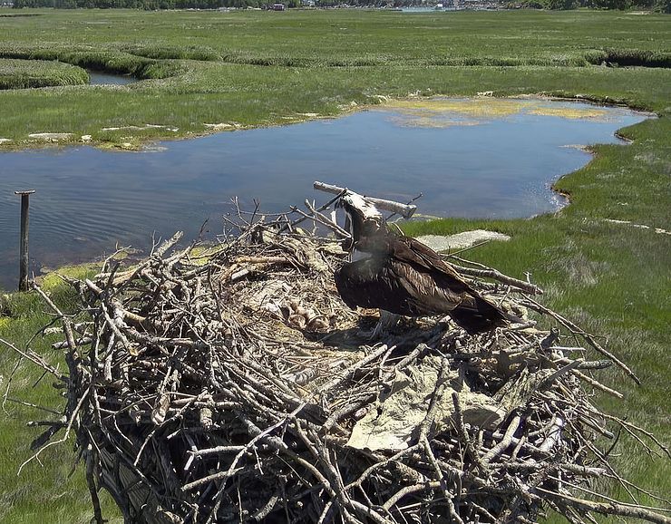 Osprey in Nest at Lobstaland