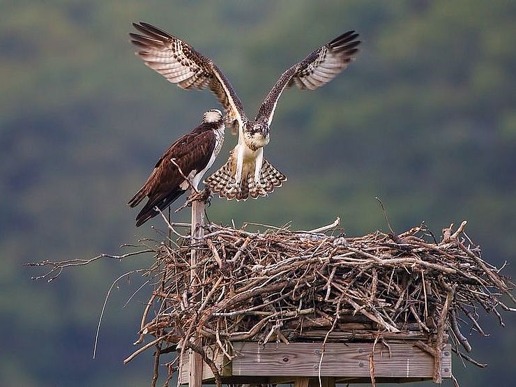 Osprey Landing in Nest