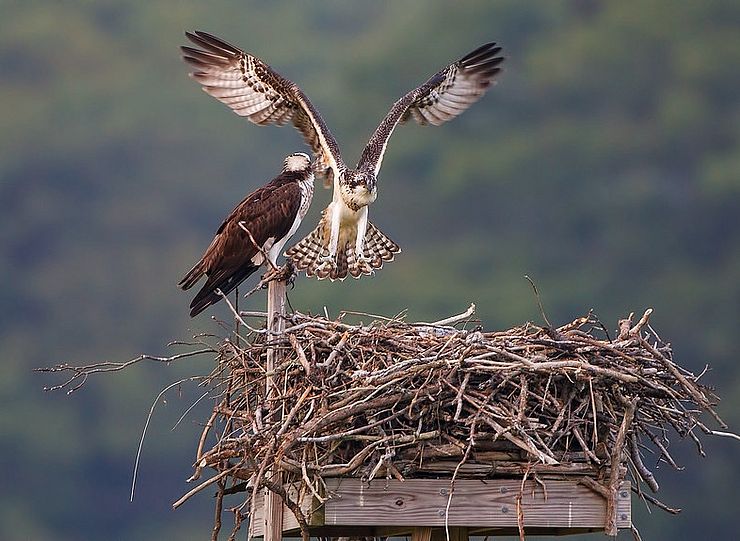 Osprey Landing in Nest