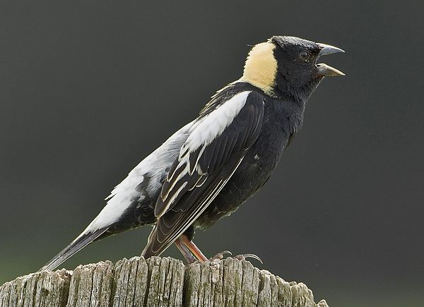 Bobolink