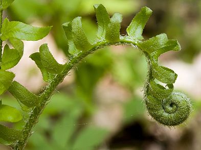 Fiddlehead Fern