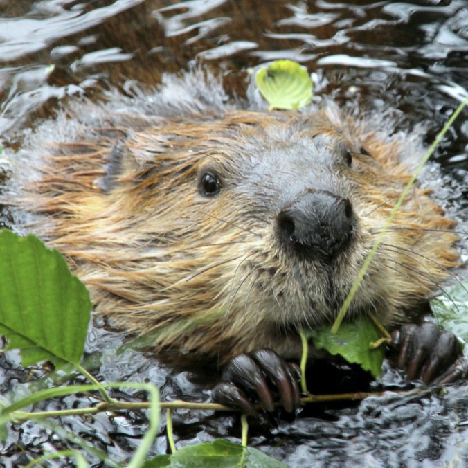 Beaver