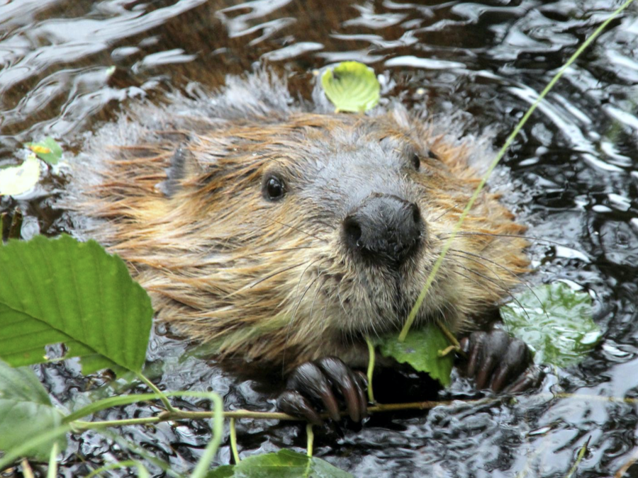 Beaver
