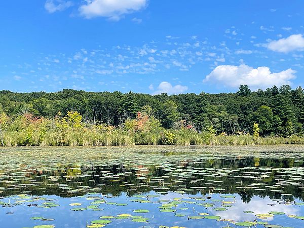 Chadwick Pond surrounded by green trees 