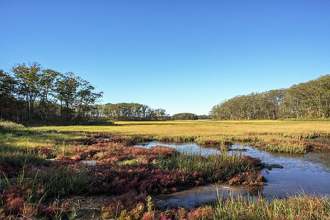 Rough Meadows