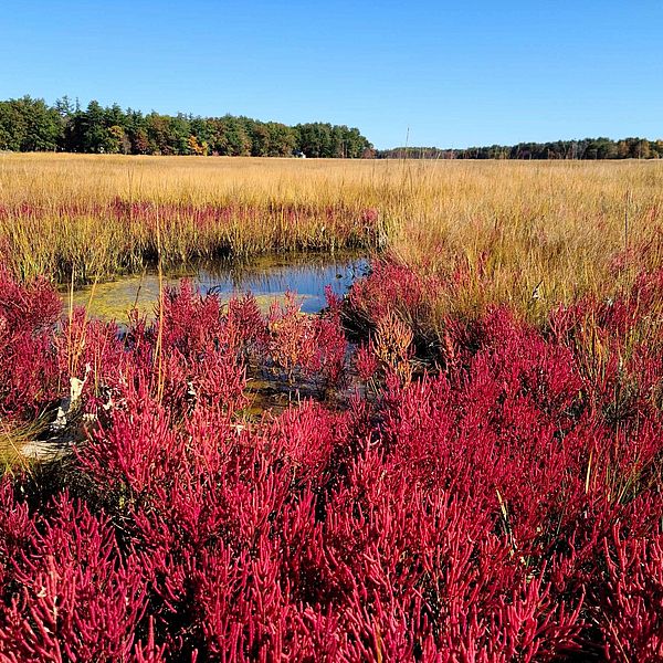 Red Salicornia inFall