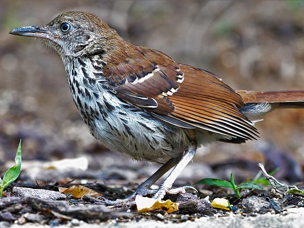 Brown Thrasher