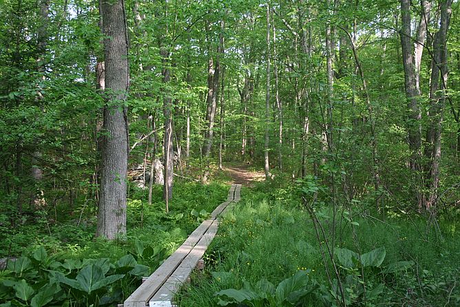 South Street Woodlots