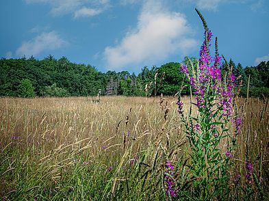 Hans Morris Reservation