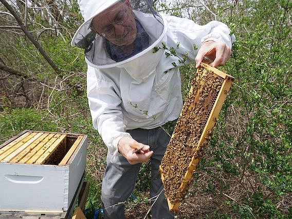 beekeeper holding a wooden bee and honey covered beehive frame from beehive 